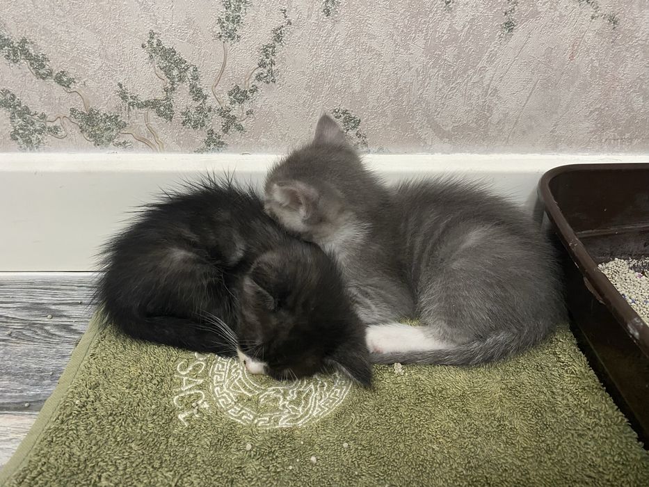 Котенек маленьки даром