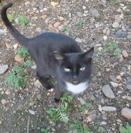 Отдам кошек в добрые руки