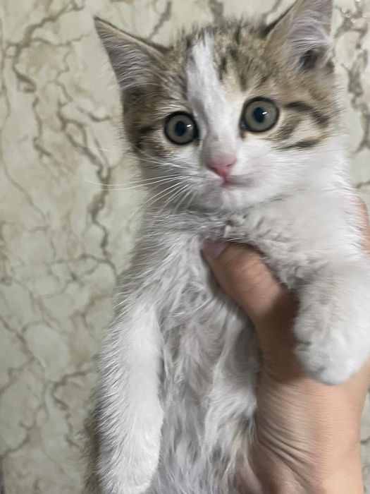 Отдам котят в хорошие руки