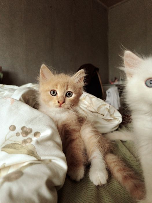 Маленькие Котята