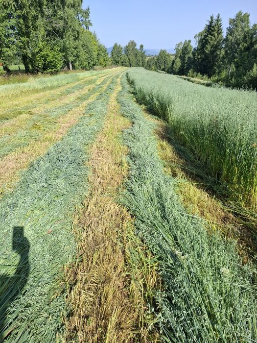 Vamd baloti infoliati de ovaz