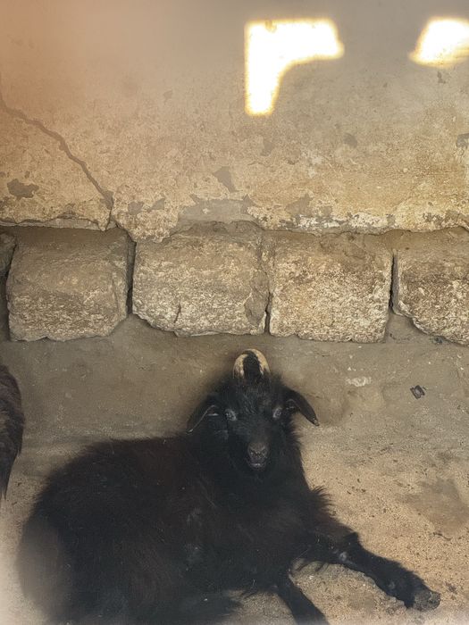 Ешкі сатылады оптом !!!