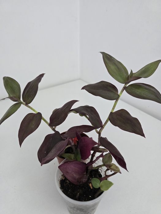 Комнатные цветы от 500тг