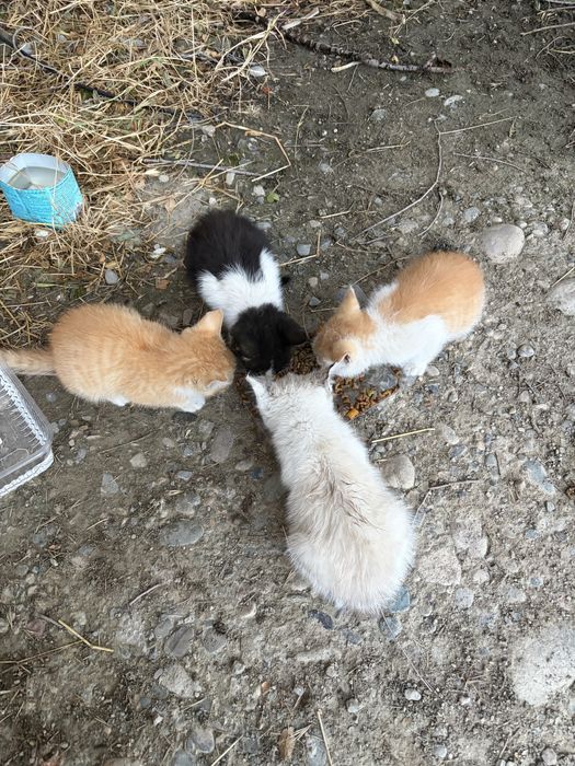 4 котят в добрые руки