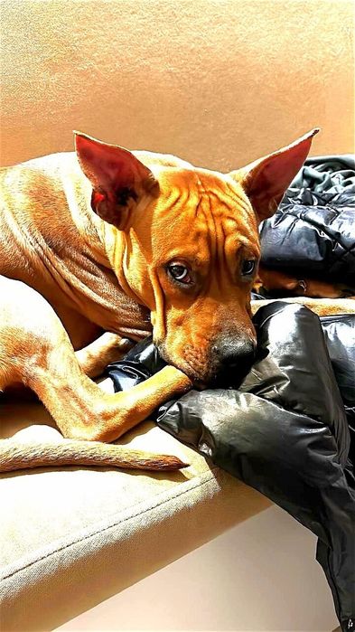 Ищем девочку для красавца