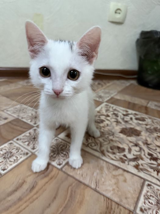 Отдам котенка добрым рукам