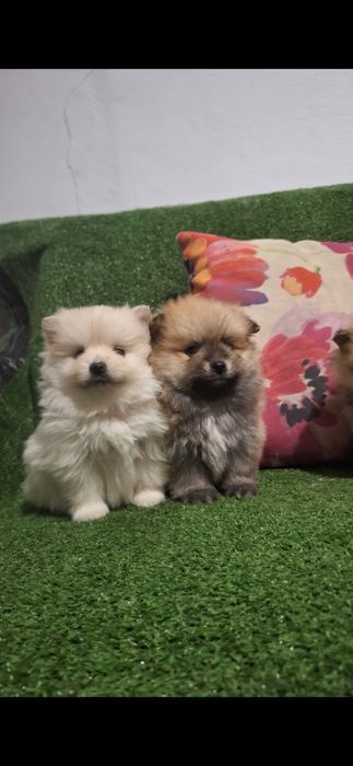 Померан мини померанчета