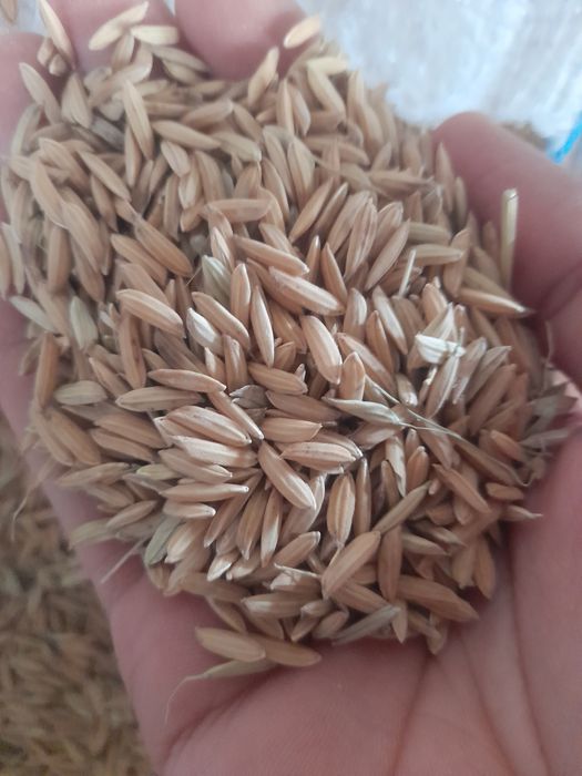 Lazer sholi uruglikka 2tonna sotiladi