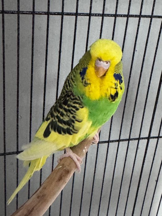 Попугай русной Чех Выставочный