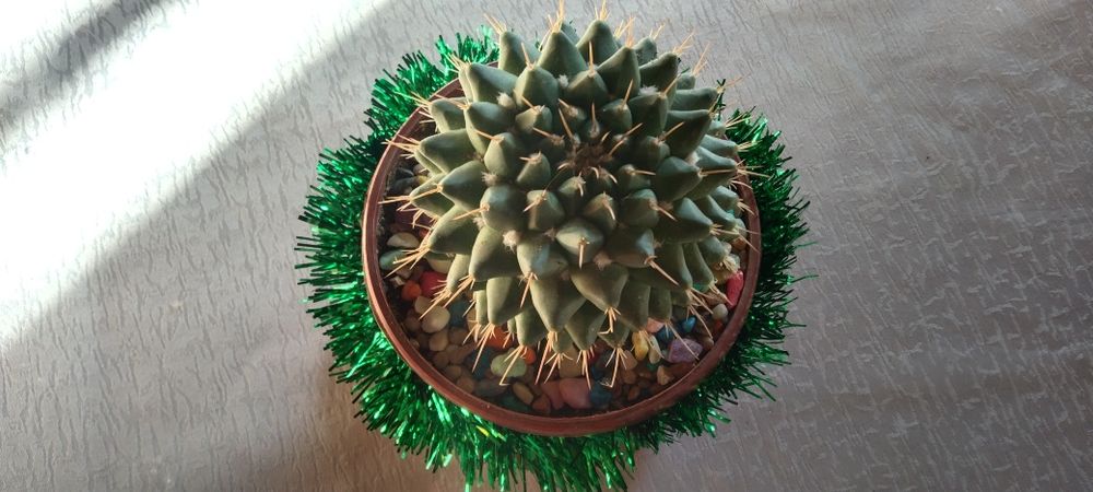 Кактусы новогодние подарки