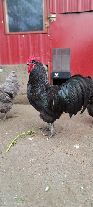 Cocoși New Hampshire, Australorp, Brahma, Rațe Moscovite