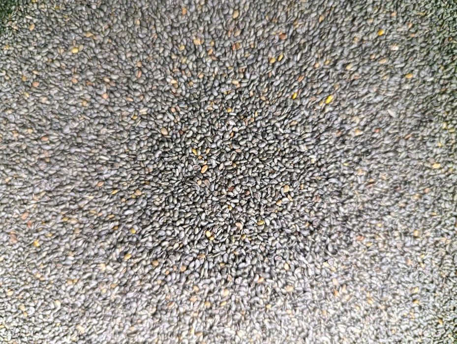 Люцерна семена. .