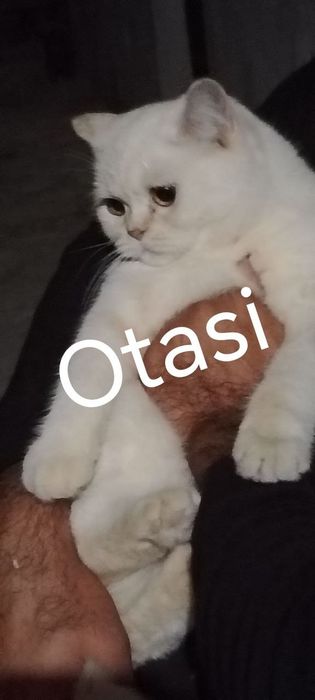 Скотиш страйт девочка