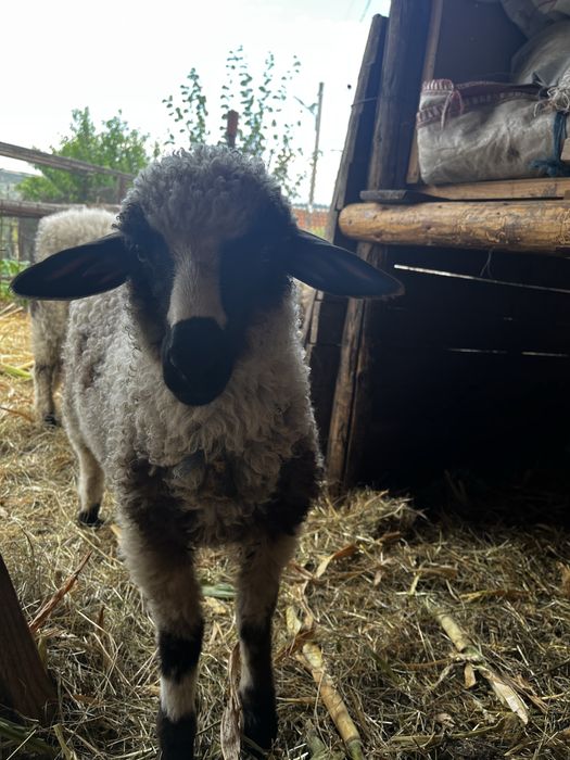 Vand 5 mieluțe breze si oacheșe