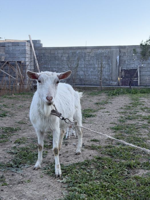 Ешкі , қозы сатылады Козы и козлёнык
