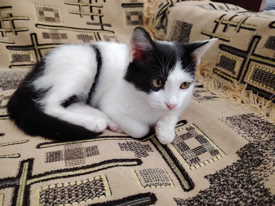 Отдаётся даром очень красивый котёнок