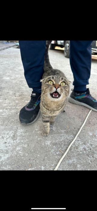 Шотландская вислоухая, котята
