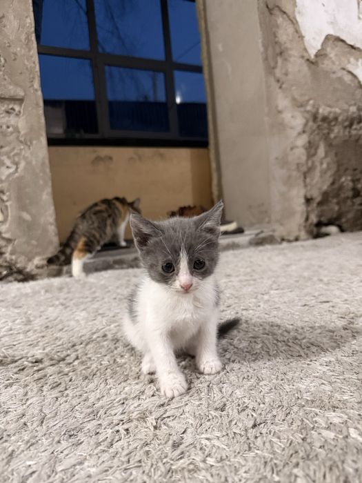 Котята, отдам даром