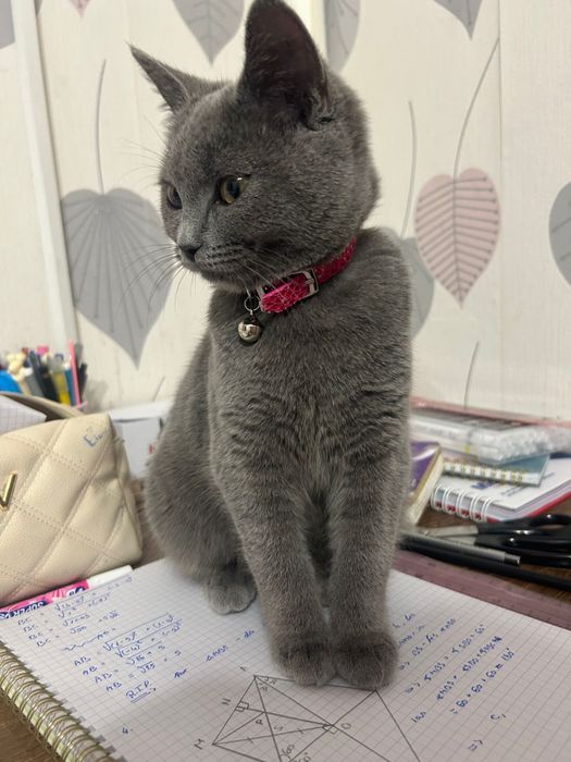 Pisica british, fetita