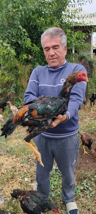 Продаются бойцовые жужики