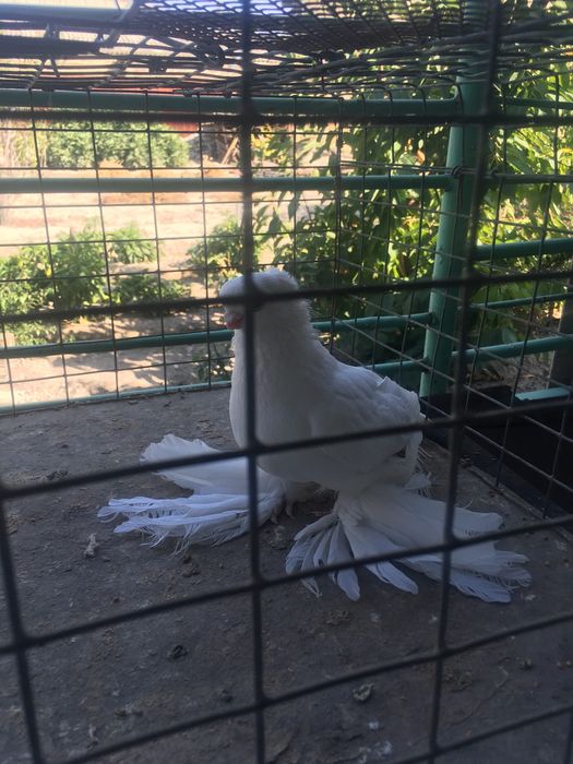 Продам белого самца молодой