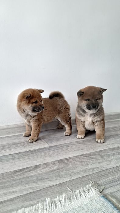 Щенки породы Сиба-ину