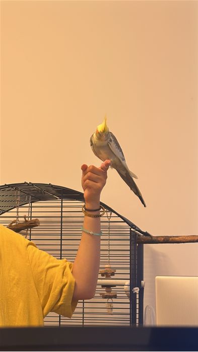 Papagal nimfa cu cusca