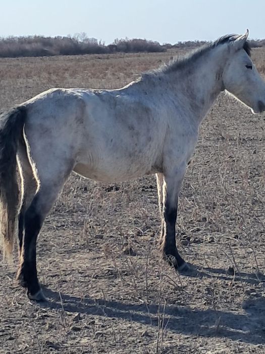 Қысыр байтал сатылады