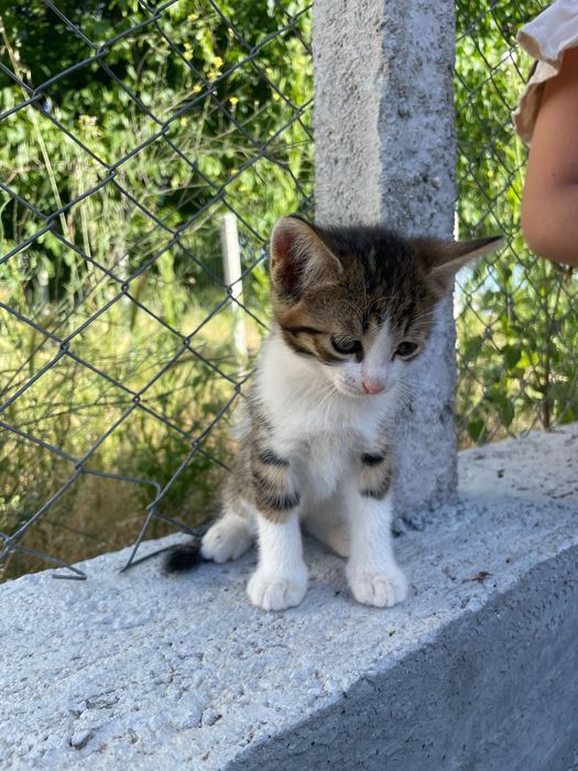 Подаряват се малки котенца