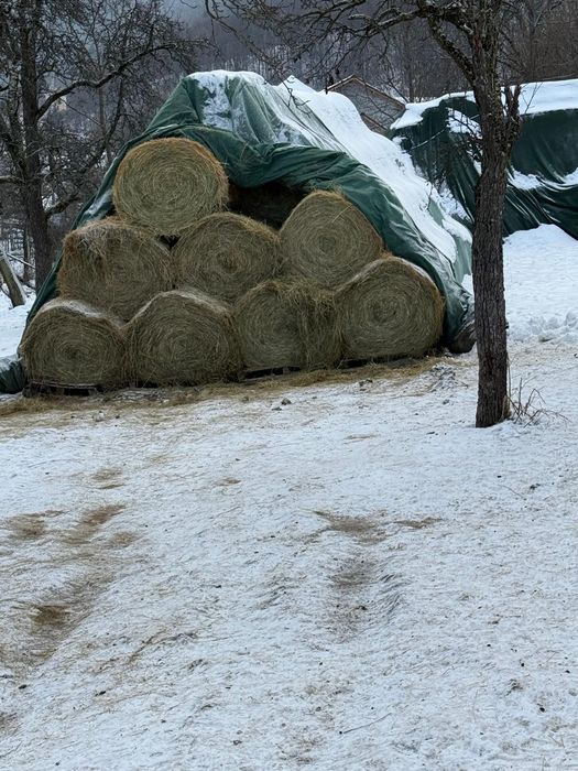 Vând baloti fan rotunzi