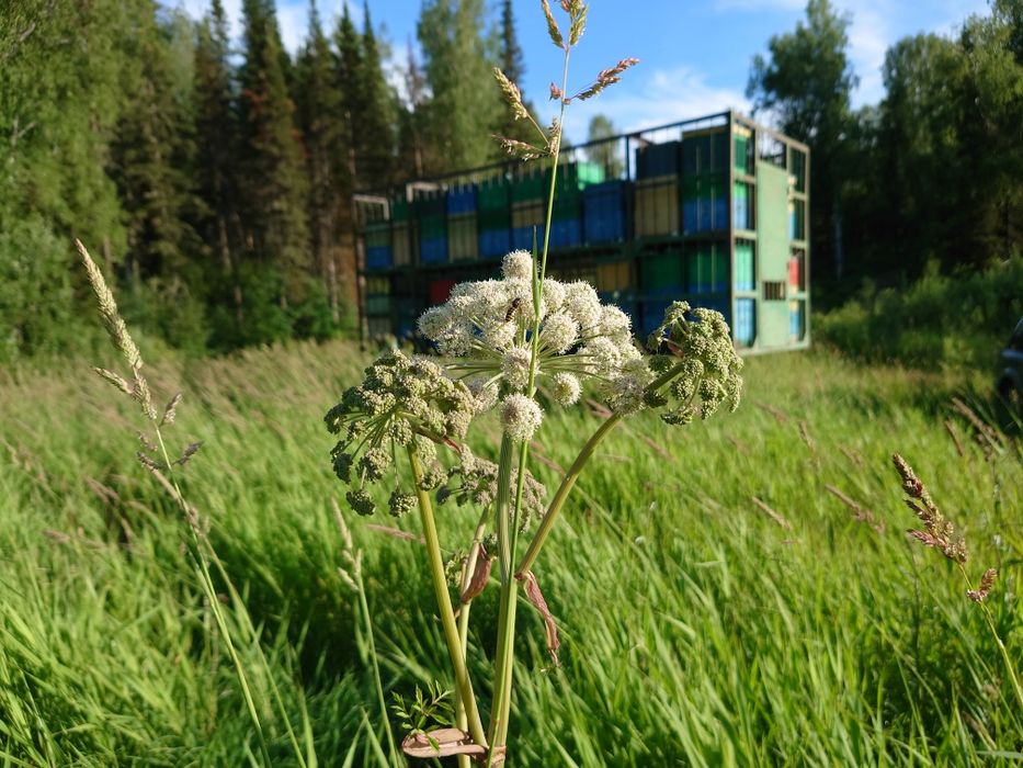 Мёд с горной пасеки.