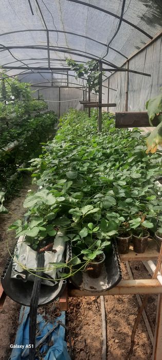 Solhyang  kochatlari sotiladi stakanda