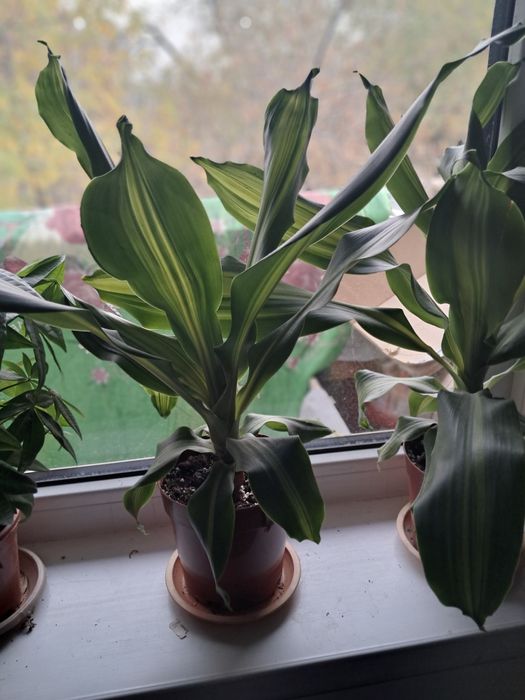 Распродажа комнатных цветов