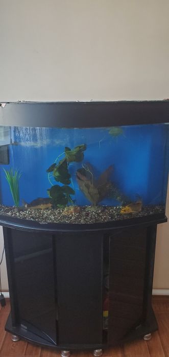 Akvarium 2 ta baliq bilan birga