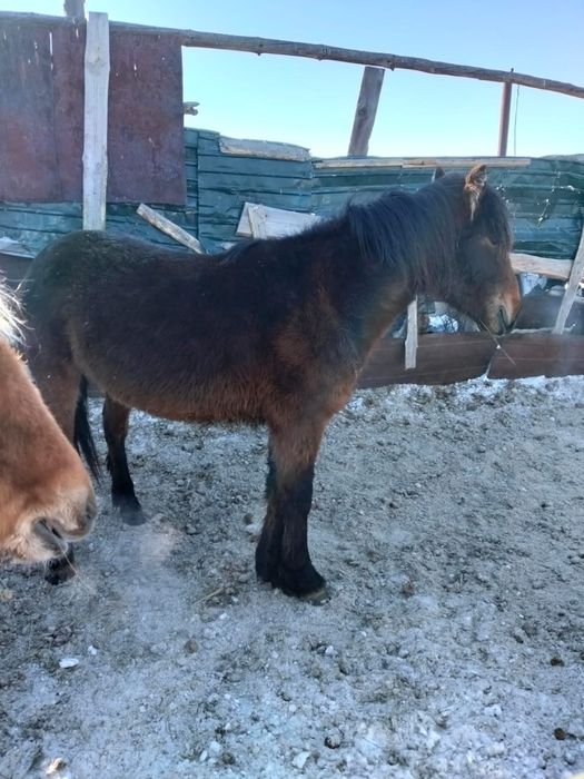 Продам лошадей акжарский район ащиколь