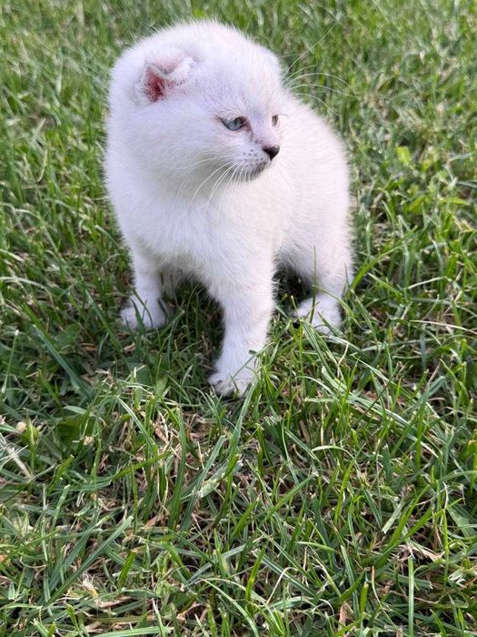 Котята милые, глаза красивые