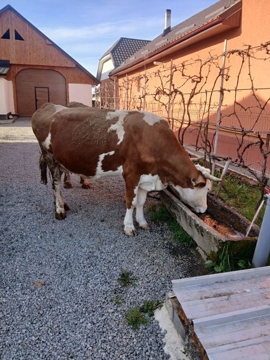 Vând vacă bălțată