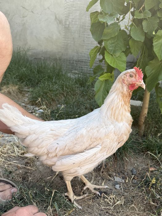 Куры несушки породы Коралл