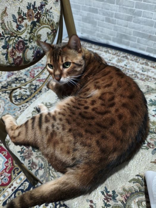 Кошка бенгальская