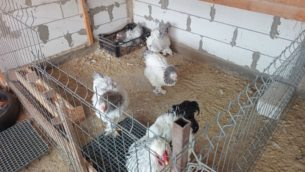 De vânzare găini brahma