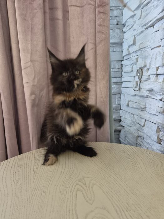 Котенок мейн - кун
