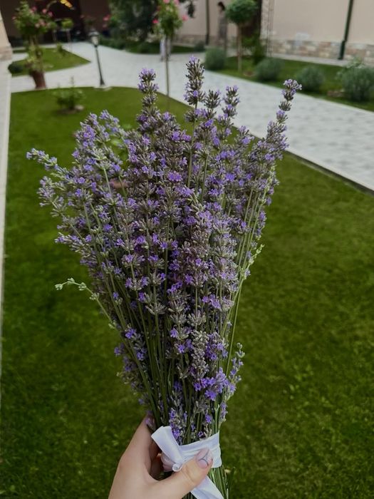 Свежая лаванда – для декора, букетов и уюта