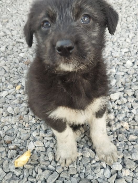 Отдам щенков в дар