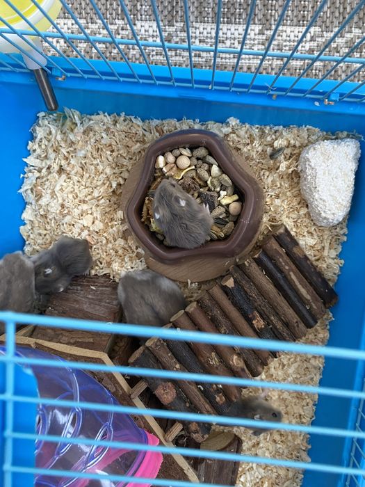 Hamsteri pitici.