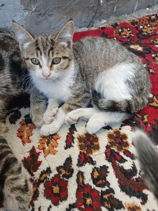 Отдам котят девочки