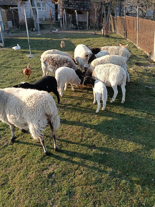 Vând oi dorper împreună cu miei