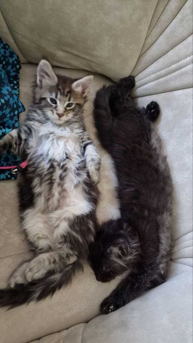 Котенок мейн кун продается