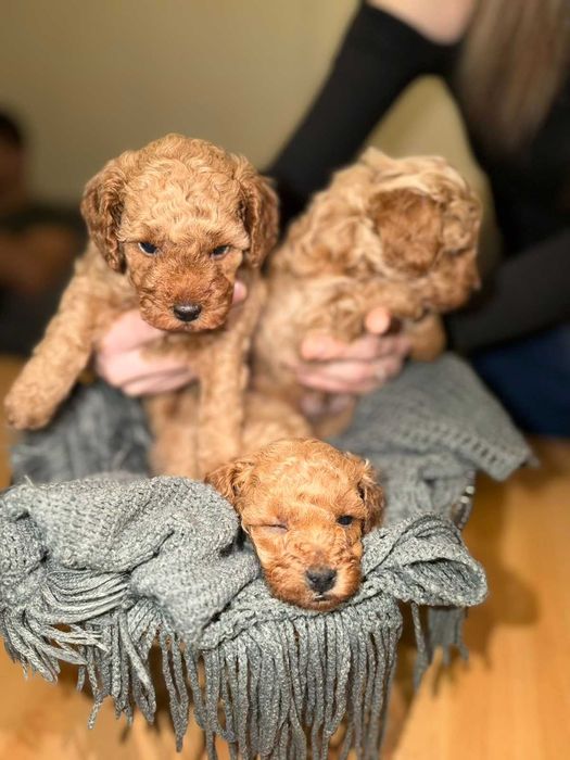 Сладки пудели той