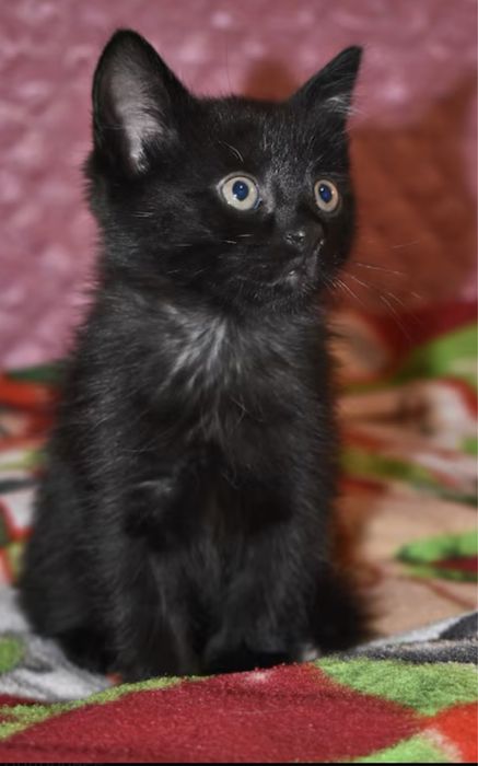 Отдам котенка в хорошие руки