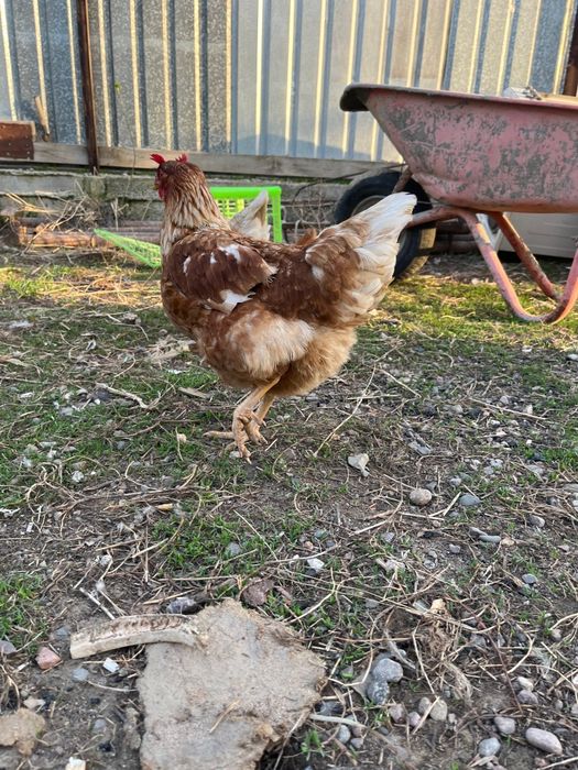 Ломан браун 11 месяцев